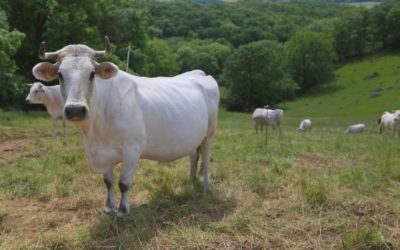 Réunion d&rsquo;information PSE Prairies et Zones Humides