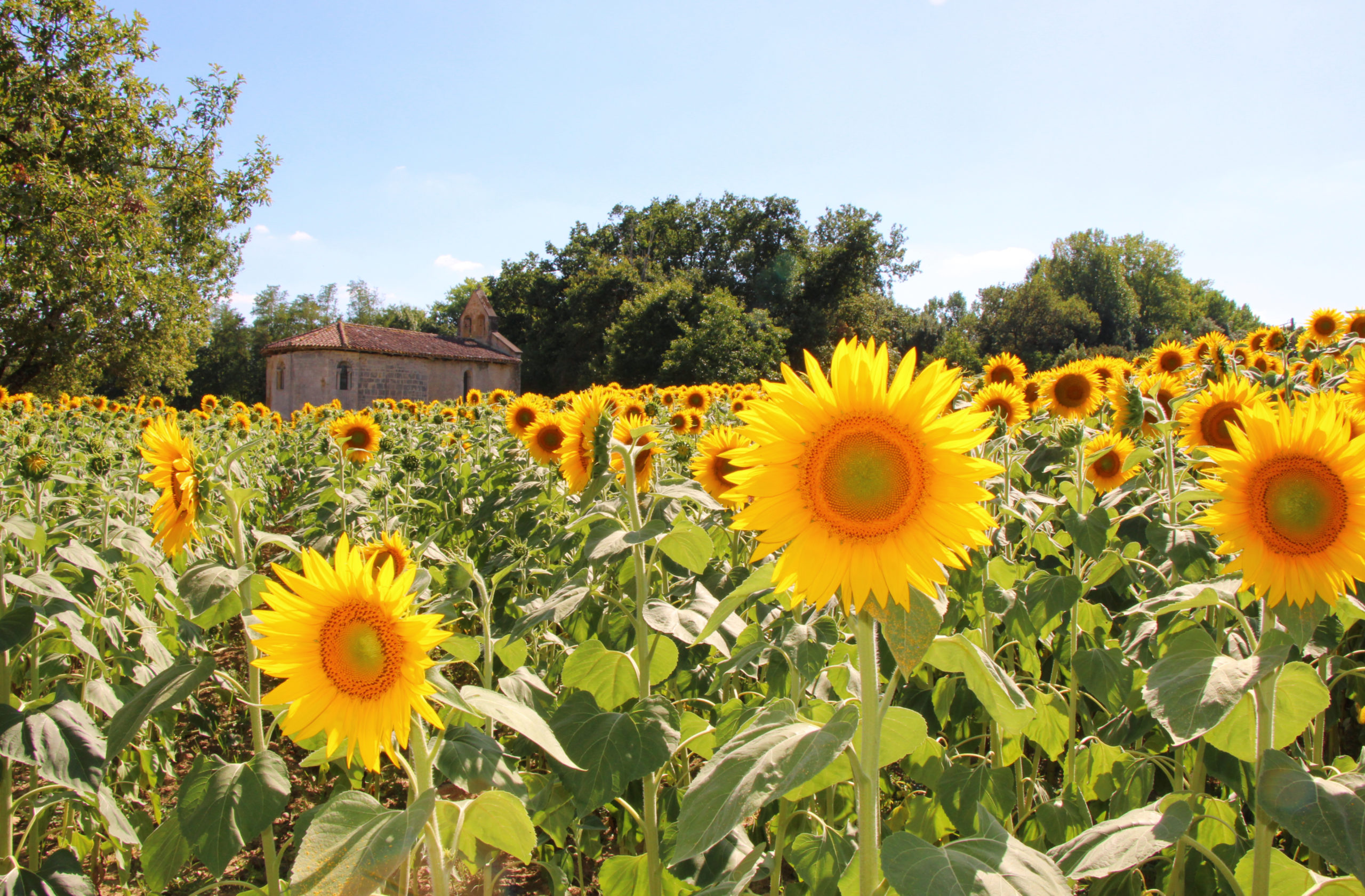 Chapelle-de-Saint-Clamens-gardee-par-les-tournesols Chapelle-de-Saint-Clamens-gardee-par-les-tournesols