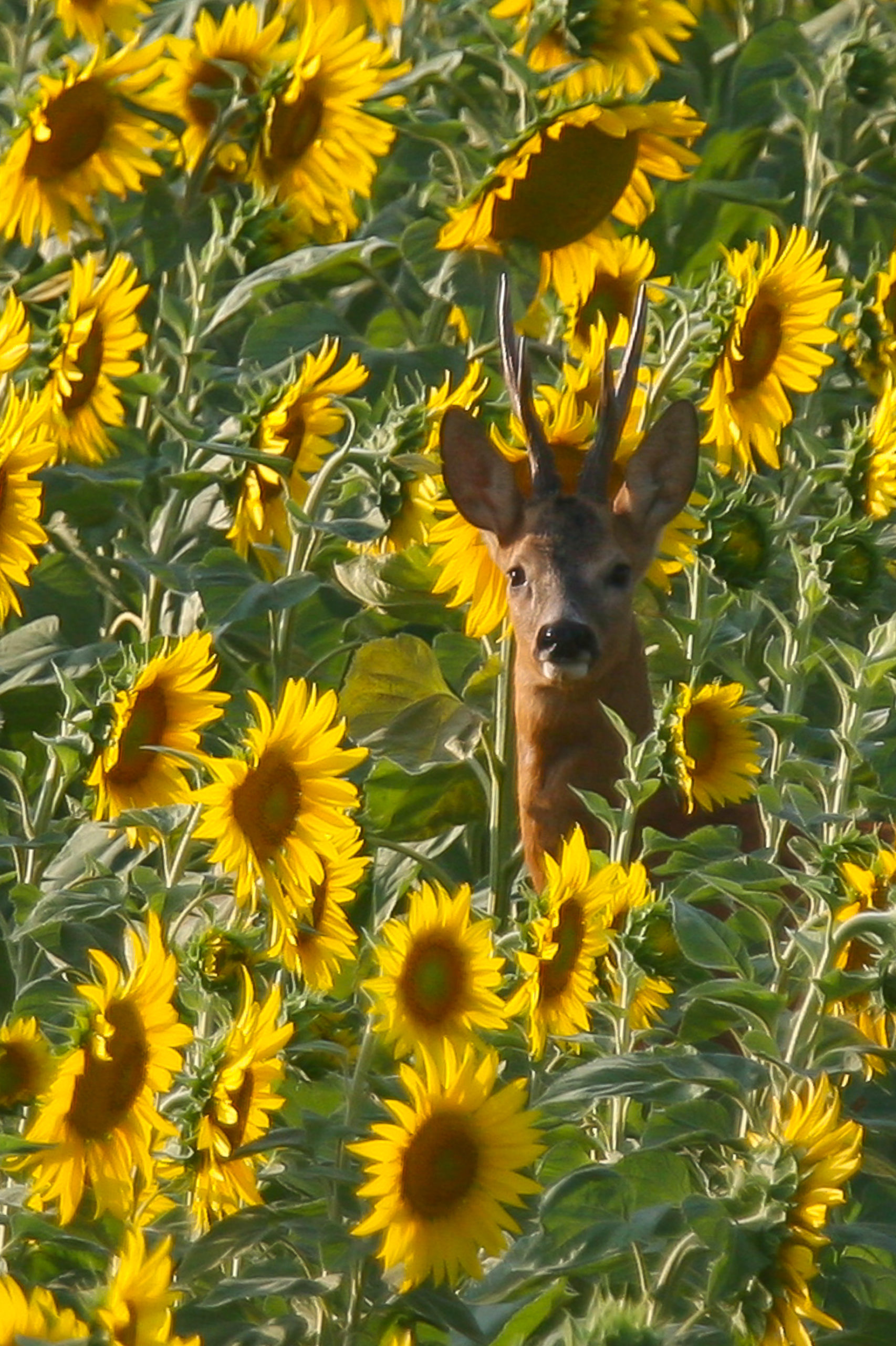 IMG_2070-1 IMG_2070-1