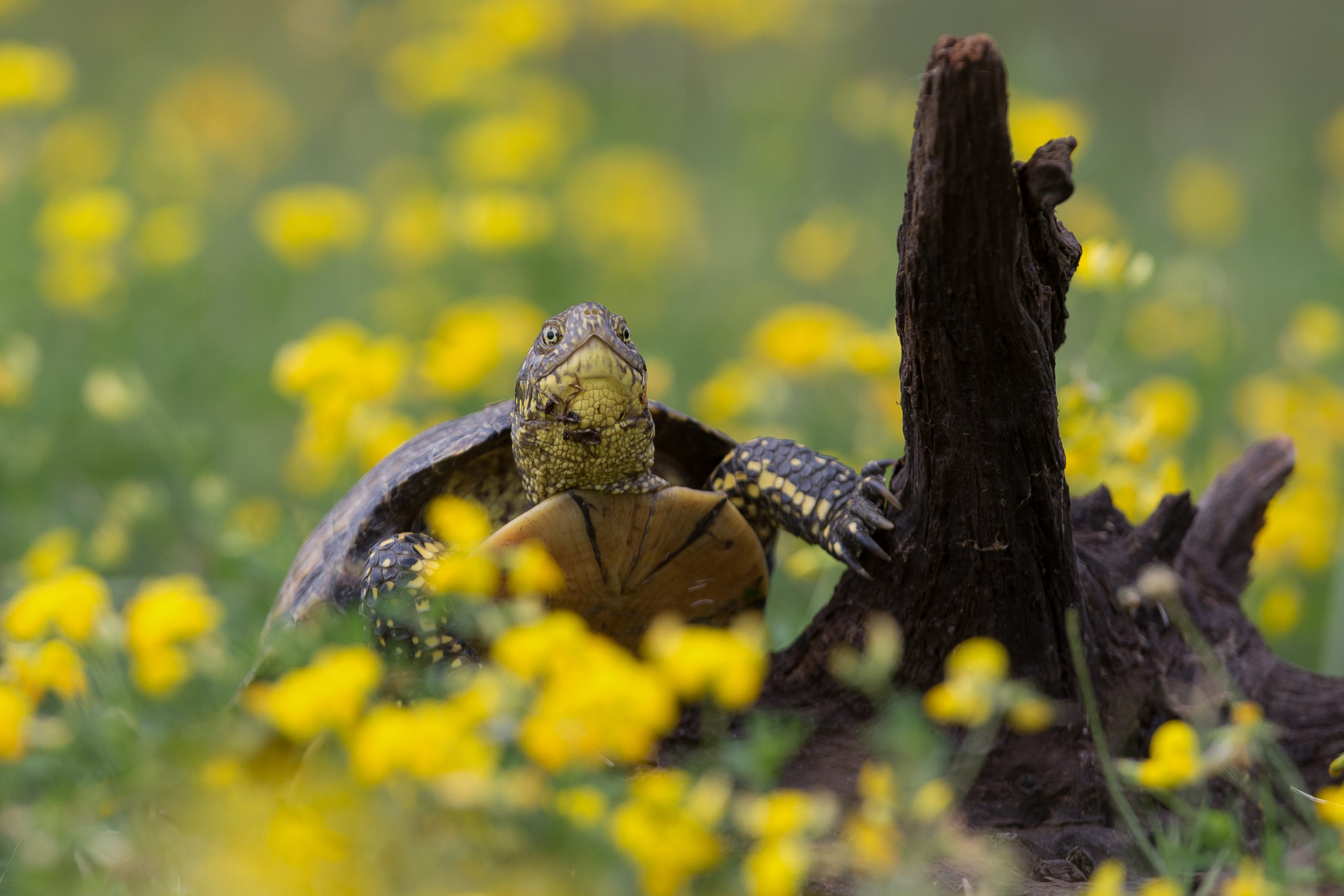 IMG_5514-1-1-2 IMG_5514-1-1-2