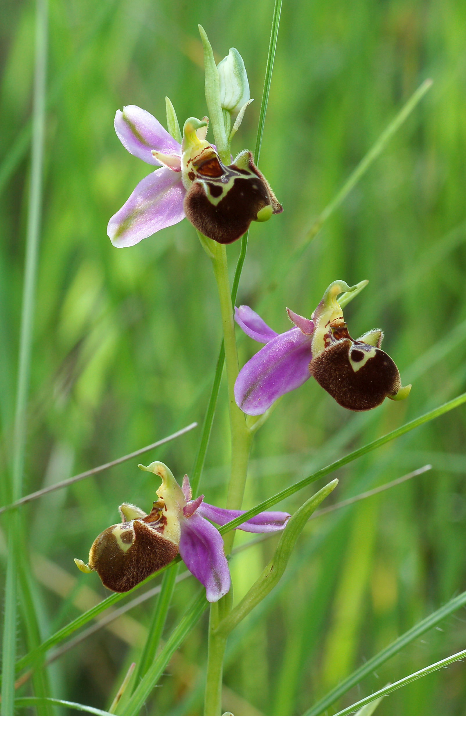 ophrys-aegirtica ophrys-aegirtica
