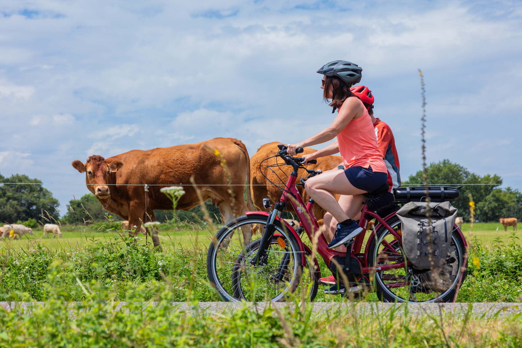 Cyclotouristes avec vaches en Astarac_A-SPANI pour CDT32